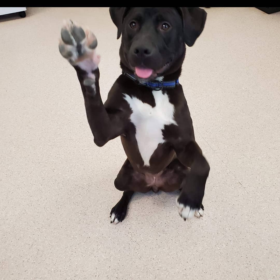 Raise your paw if you're the bestest, sweetest lady waiting on adoption. 

Now raise a paw of you stole my french fry. 

Even when she's misbehaving Shallots is still the cutest and we can't be mad! 

<a target='_blank' href='https://www.instagram.com/explore/tags/dogsofinstagram/'>#dogsofinstagram</a> <a target='_blank' href='https://www.instagram.com/explore/tags/wchsadopt/'>#wchsadopt</a> <a target='_blank' href='https://www.instagram.com/explore/tags/snack/'>#snack</a>