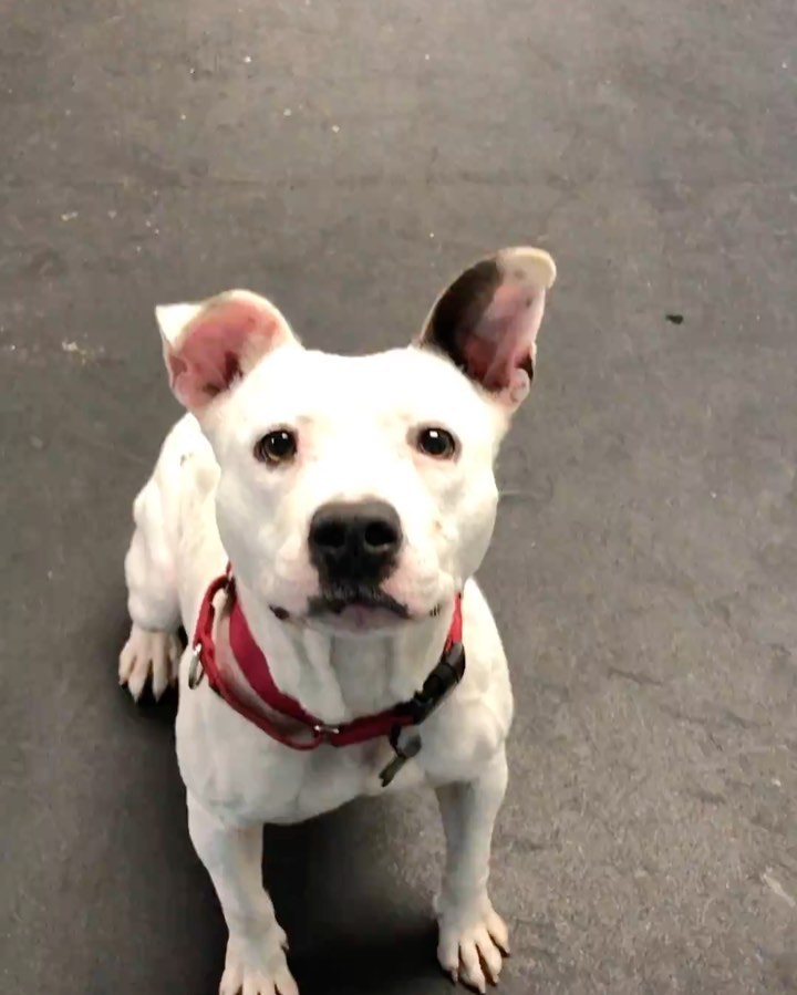 Little Miss Mabel is still looking for her forever home!! 🤗🐾 She is a total love bug who is the sweetest girl ever! Mabel is quiet in her kennel, loves playing fetch and is always ready for an adventure! She has not been in foster care yet so we do not know if she is house trained but Mabel does a good job at keeping her kennel clean and is not destructive when left alone in our training room or shelter office. Mabel is polite when passing dogs on walks and has successfully made friends with one male dogs at the shelter, other unsuccessful attempts at making canine friends makes us think she’d prefer to be an only dog! Please apply to meet Mabel on our website!