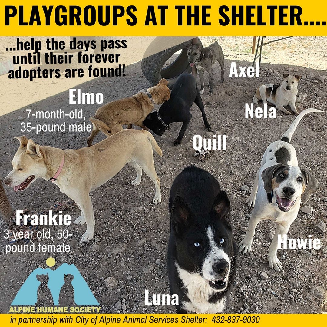 Just a snapshot of a recent playgroup happening at the City of Alpine Animal Shelter.  Alpine Humane Society helps out at the shelter in many ways, including running these wonderful exercise-and-socialize daily events to keep dogs 