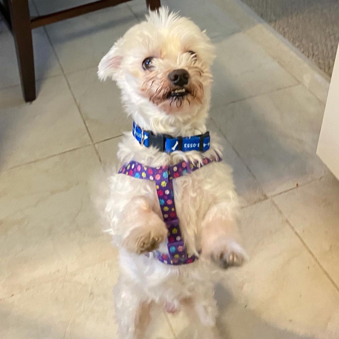 My name is Bentley, Would you like to adopt me? 

My Foster mom says: 

💙 I’m approximately 8 years young, fully vetted, & ready for adoption 

💙 I’m a really good boy who’s great on a leash. I don’t bark at any people or other animals. 

💙 I am house trained, but I have belly bands that will go with me, just in case, as I transition to a new home. 

💙 I am good with respectful children and you don’t have to worry about me getting snippy, because it’s not my style. 

💙 However, I am Maltese which means I’m a talker! I will make a growling/whining noise when it comes time for pets! 

💙 Someone used to feed me table food, so I do have a tendency to “talk” when people are eating. But my foster mom is training me very well, as it seems people don’t typically like that too much. But, ya can’t blame a guy for tryin! 

To ADOPT me, please fill out an application on: www.anarchy animal rescue.org 
Anarchy Animal Rescue & Rehabilitation