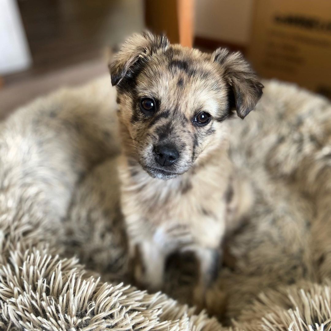 Anyone else trying to camouflage into their bed today? 

This little angel is in foster and available for adoption. Her name is Sprocket and she is spayed, microchipped, up to date on vaccines, and potty trained! Email blaise@souldog.org for more info!