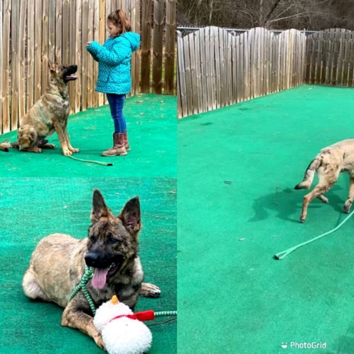 Our Remo is doing so well!!!! He's such an amazing dog. ❤️ <a target='_blank' href='https://www.instagram.com/explore/tags/germanshepherdsofinstagram/'>#germanshepherdsofinstagram</a> <a target='_blank' href='https://www.instagram.com/explore/tags/fureverhomenc/'>#fureverhomenc</a> <a target='_blank' href='https://www.instagram.com/explore/tags/rescueloverepeat/'>#rescueloverepeat</a> <a target='_blank' href='https://www.instagram.com/explore/tags/loveisafourleggedword/'>#loveisafourleggedword</a>🐾