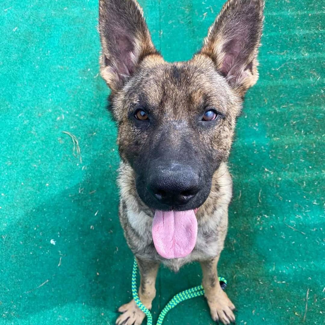 Our Remo is doing so well!!!! He's such an amazing dog. ❤️ <a target='_blank' href='https://www.instagram.com/explore/tags/germanshepherdsofinstagram/'>#germanshepherdsofinstagram</a> <a target='_blank' href='https://www.instagram.com/explore/tags/fureverhomenc/'>#fureverhomenc</a> <a target='_blank' href='https://www.instagram.com/explore/tags/rescueloverepeat/'>#rescueloverepeat</a> <a target='_blank' href='https://www.instagram.com/explore/tags/loveisafourleggedword/'>#loveisafourleggedword</a>🐾