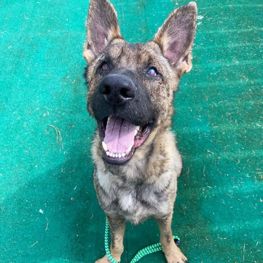 Our Remo is doing so well!!!! He's such an amazing dog. ❤️ <a target='_blank' href='https://www.instagram.com/explore/tags/germanshepherdsofinstagram/'>#germanshepherdsofinstagram</a> <a target='_blank' href='https://www.instagram.com/explore/tags/fureverhomenc/'>#fureverhomenc</a> <a target='_blank' href='https://www.instagram.com/explore/tags/rescueloverepeat/'>#rescueloverepeat</a> <a target='_blank' href='https://www.instagram.com/explore/tags/loveisafourleggedword/'>#loveisafourleggedword</a>🐾