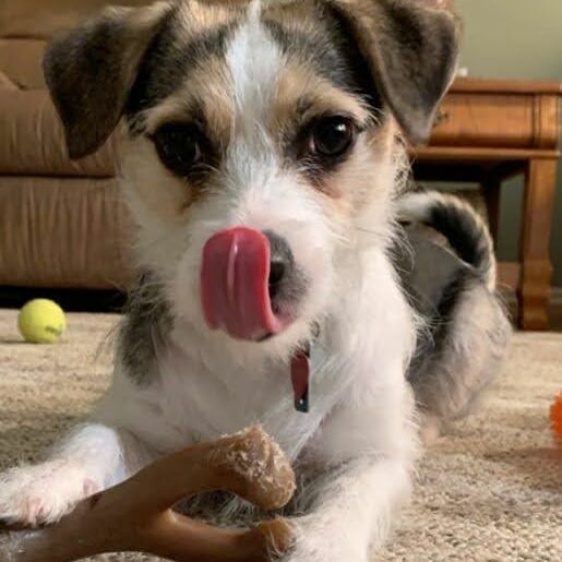 Who doesn't 💜 a photo contest!? Help us celebrate 🍀 St.PAWtrick's🍀 by showing us the luckiest pets around - YOURS!  Free to enter & free to vote means you can win a 🌈💰 pot o' gold or help us to decide who does! Visit SJRAS.org to challenge these first 3 contestants or vote for your fav. All types of pets are welcome to try their luck. What are you waiting for!? <a target='_blank' href='https://www.instagram.com/explore/tags/photography/'>#photography</a> <a target='_blank' href='https://www.instagram.com/explore/tags/photocontest/'>#photocontest</a> <a target='_blank' href='https://www.instagram.com/explore/tags/petsofinstagram/'>#petsofinstagram</a> <a target='_blank' href='https://www.instagram.com/explore/tags/petsofnj/'>#petsofnj</a> <a target='_blank' href='https://www.instagram.com/explore/tags/rescuepets/'>#rescuepets</a> <a target='_blank' href='https://www.instagram.com/explore/tags/luckycharms/'>#luckycharms</a> <a target='_blank' href='https://www.instagram.com/explore/tags/prizes/'>#prizes</a> <a target='_blank' href='https://www.instagram.com/explore/tags/donthavetobeirishtocelebrate/'>#donthavetobeirishtocelebrate</a> <a target='_blank' href='https://www.instagram.com/explore/tags/stpawtricks/'>#stpawtricks</a> <a target='_blank' href='https://www.instagram.com/explore/tags/SJRAS/'>#SJRAS</a> <a target='_blank' href='https://www.instagram.com/explore/tags/freetoenter/'>#freetoenter</a> <a target='_blank' href='https://www.instagram.com/explore/tags/atleastvote/'>#atleastvote</a>