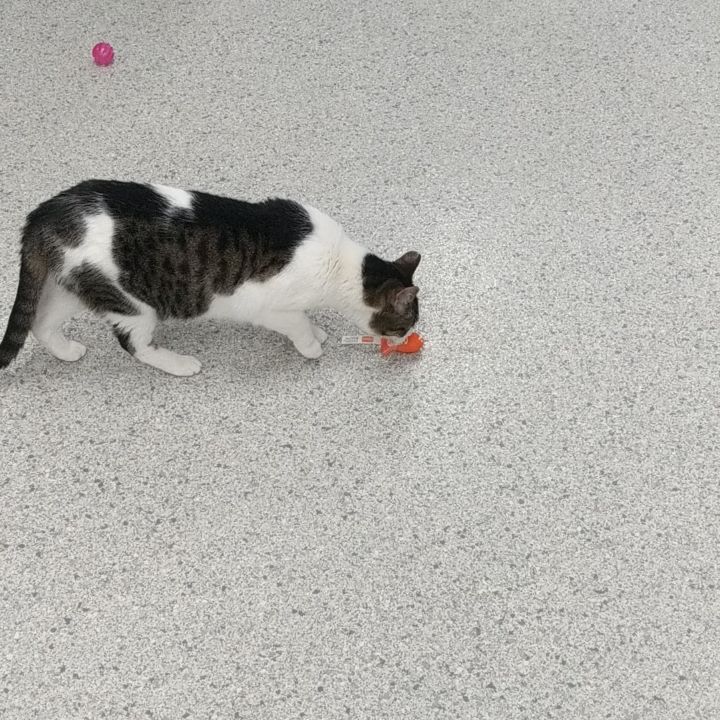 Would you believe us if we said there was a full chase happening right before this complete with bunny kicks? 

Cats man . The minute the camera turns on they act they were loafing and too busy for you.