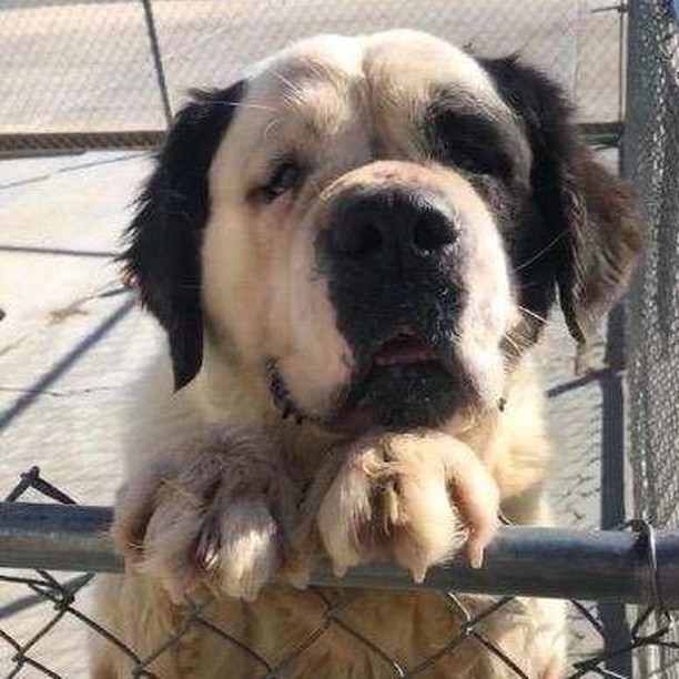 COURTESY POST
Dog located at a shelter in San Bernardino desert area (CA).
Astrid is a 6-year old, female Saint Bernard. Owner surrender due to housing change. Astrid is house-trained, stays in the yard and doesn't dig. She has lived with an infant and younger children. Astrid loves people, but isn't fond of other animals. She would need to be the only pet in the home. If interested, contact: Cat 760-217-8032