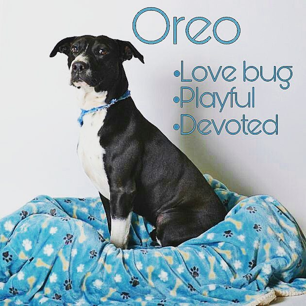 Oreo is an all around wonderful, fun-loving, happy-go-lucky dog. He's heartworm negative and ready to curl up in your lap and stay there forever. He's a solid combination of playful, but cuddly and it's easy to see that he's happy as long as he can be attached at your hip. After all, Oreos brighten everyones day, and we guarantee this one will too! 🐶🐾<a target='_blank' href='https://www.instagram.com/explore/tags/wonderifigaveanoreo/'>#wonderifigaveanoreo</a> <a target='_blank' href='https://www.instagram.com/explore/tags/adoptdontshop/'>#adoptdontshop</a> <a target='_blank' href='https://www.instagram.com/explore/tags/shelterdogsofig/'>#shelterdogsofig</a> <a target='_blank' href='https://www.instagram.com/explore/tags/anoreoaday/'>#anoreoaday</a>