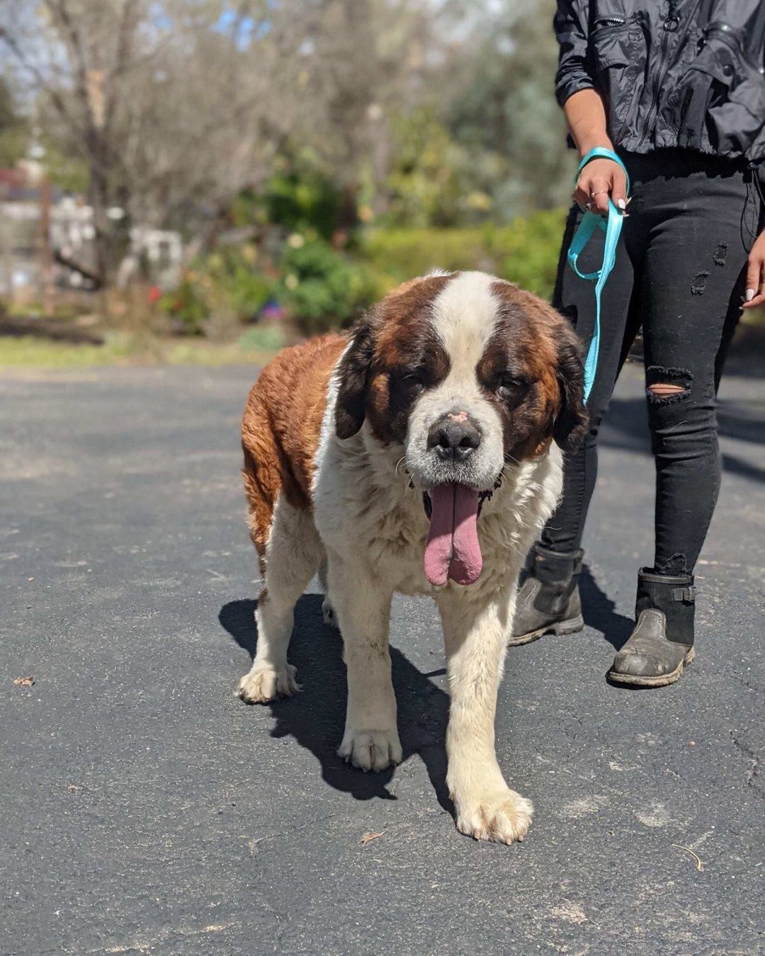 Soon to be adoptable, Maggie, was just picked up from a local shelter as a stray. She is a petite Saint, very people friendly and didn’t care about the other dogs at the shelter. The shelter thinks she is 7-years old, however, she has the energy of a much younger dog. Maggie will be vetted soon and looking for her forever home 🏡.