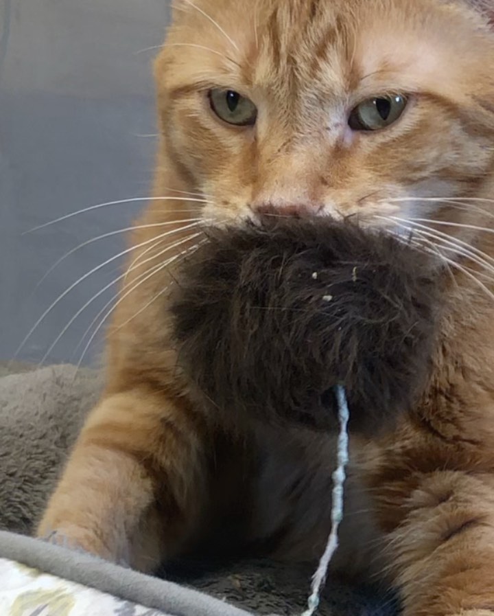 Jessie from Room 2 🧡 Enjoying his Saturday with his new favorite toy 😆
•
•
_______________________________________
<a target='_blank' href='https://www.instagram.com/explore/tags/adoptdontshop/'>#adoptdontshop</a> <a target='_blank' href='https://www.instagram.com/explore/tags/animalrefuge/'>#animalrefuge</a> <a target='_blank' href='https://www.instagram.com/explore/tags/nonprofit/'>#nonprofit</a> <a target='_blank' href='https://www.instagram.com/explore/tags/cincinnatioh/'>#cincinnatioh</a> <a target='_blank' href='https://www.instagram.com/explore/tags/hearttanimalrefuge/'>#hearttanimalrefuge</a> <a target='_blank' href='https://www.instagram.com/explore/tags/catsagram/'>#catsagram</a> <a target='_blank' href='https://www.instagram.com/explore/tags/cincinnatianimaladoption/'>#cincinnatianimaladoption</a> <a target='_blank' href='https://www.instagram.com/explore/tags/rescuecatsofinstagram/'>#rescuecatsofinstagram</a> <a target='_blank' href='https://www.instagram.com/explore/tags/thebeautyofcats/'>#thebeautyofcats</a> <a target='_blank' href='https://www.instagram.com/explore/tags/blackcatsofinstagram/'>#blackcatsofinstagram</a> <a target='_blank' href='https://www.instagram.com/explore/tags/kittensofinstagram/'>#kittensofinstagram</a> <a target='_blank' href='https://www.instagram.com/explore/tags/dogsofinstagram/'>#dogsofinstagram</a> <a target='_blank' href='https://www.instagram.com/explore/tags/givingtuesday/'>#givingtuesday</a>