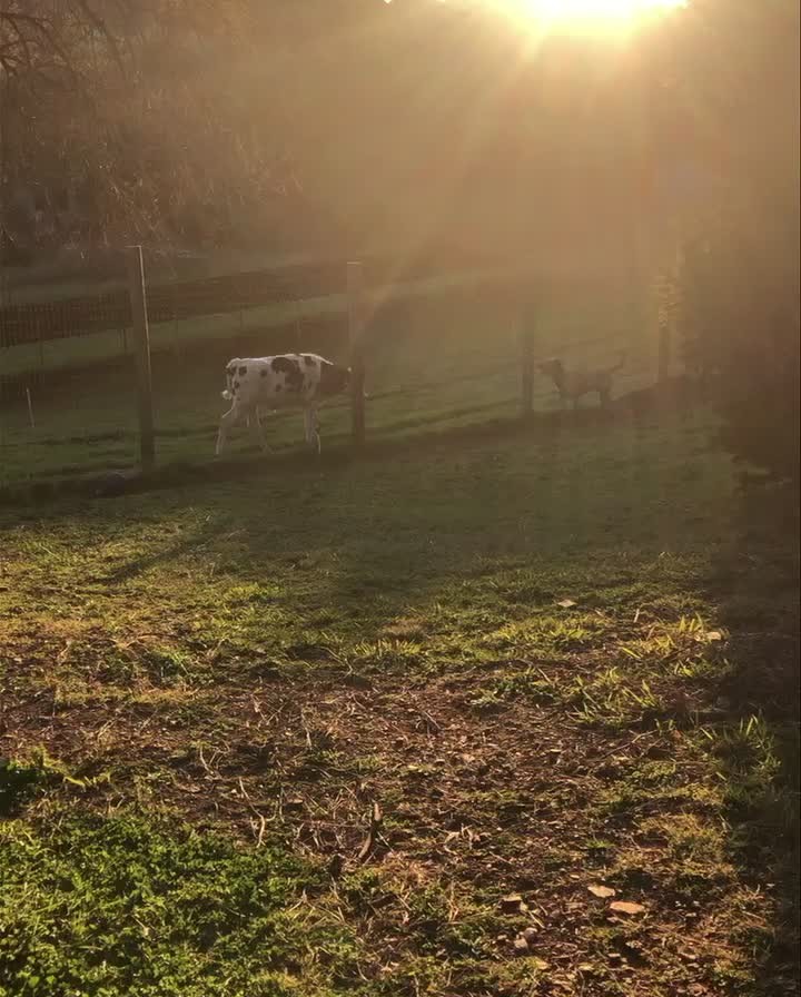 “The Odd Couple” we’ll title this one 💗 The bond between foster dog Prince and his baby cow friend is priceless. Since Leo the rescue calf joined the farm he and Prince have struck up a sweet friendship. They play along the fence line like this and Leo spends much of his days laying outside Prince’s outdoor run. All animals seek companionship and love and these two remind us how little difference there is between the value of a dogs life and that of a cows. 🐂💕🐕