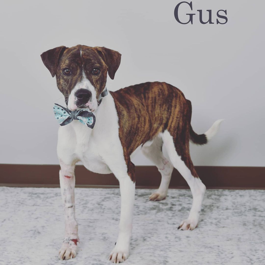 Gus update! So far his leg seems to be healing well and he is looking so handsome and gaining some weight. Thanks for all who donated to his vet care!