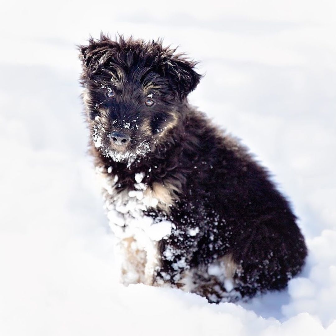 No day like a snow day! 

Shout out to super foster Charity Netherton for snapping these pics!