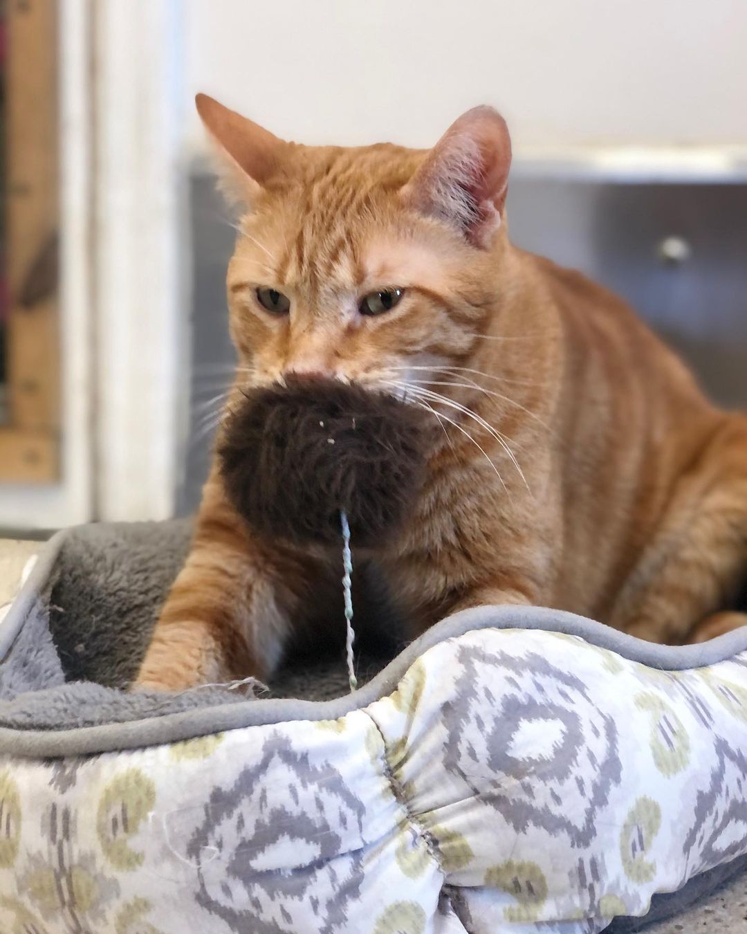 Jessie from Room 2 🧡 Enjoying his Saturday with his new favorite toy 😆
•
•
_______________________________________
<a target='_blank' href='https://www.instagram.com/explore/tags/adoptdontshop/'>#adoptdontshop</a> <a target='_blank' href='https://www.instagram.com/explore/tags/animalrefuge/'>#animalrefuge</a> <a target='_blank' href='https://www.instagram.com/explore/tags/nonprofit/'>#nonprofit</a> <a target='_blank' href='https://www.instagram.com/explore/tags/cincinnatioh/'>#cincinnatioh</a> <a target='_blank' href='https://www.instagram.com/explore/tags/hearttanimalrefuge/'>#hearttanimalrefuge</a> <a target='_blank' href='https://www.instagram.com/explore/tags/catsagram/'>#catsagram</a> <a target='_blank' href='https://www.instagram.com/explore/tags/cincinnatianimaladoption/'>#cincinnatianimaladoption</a> <a target='_blank' href='https://www.instagram.com/explore/tags/rescuecatsofinstagram/'>#rescuecatsofinstagram</a> <a target='_blank' href='https://www.instagram.com/explore/tags/thebeautyofcats/'>#thebeautyofcats</a> <a target='_blank' href='https://www.instagram.com/explore/tags/blackcatsofinstagram/'>#blackcatsofinstagram</a> <a target='_blank' href='https://www.instagram.com/explore/tags/kittensofinstagram/'>#kittensofinstagram</a> <a target='_blank' href='https://www.instagram.com/explore/tags/dogsofinstagram/'>#dogsofinstagram</a> <a target='_blank' href='https://www.instagram.com/explore/tags/givingtuesday/'>#givingtuesday</a>