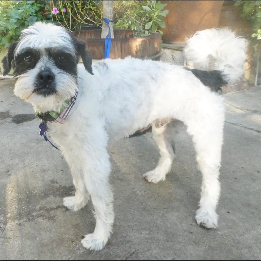 🏡Button Needs A Home 🏡 

Button is an adorable Poodle/Shih Tzu mix who is approx 8 years old and weighs 14 pounds.  His owner turned him into the shelter and they listed him as 11 years old which our vet thinks is highly unlikely (and you will too if you meet him). We had his teeth cleaned and they were in good condition and his blood work is perfect.  Button is a sweet and affectionate dog who's very playful with his toys.  He even plays ball with himself as well as chases and retrieves!  He's a quiet guy and very friendly with everyone he meets.  He has a mellow temperament and is a calm but happy dog with good energy.  Button has congenital hip issues (which we've had xrayed) which cause him to be a little bow-legged.  Button would do best in a one-story home.  He also will need a yard.  Although he gets along with other dogs, when he's on leash being walked he does have some leash reactivity when encountering other dogs which is mostly because he bonds with his family and is protective. Button gets along with other dogs off leash although prefers to be the center of attention in his home.  Button is good with kids and very gentle.
<a target='_blank' href='https://www.instagram.com/explore/tags/bichonsandbuddiesrescue/'>#bichonsandbuddiesrescue</a> <a target='_blank' href='https://www.instagram.com/explore/tags/rescuedog/'>#rescuedog</a> <a target='_blank' href='https://www.instagram.com/explore/tags/adoptdontshop/'>#adoptdontshop</a> <a target='_blank' href='https://www.instagram.com/explore/tags/bichonsandbuddies/'>#bichonsandbuddies</a>