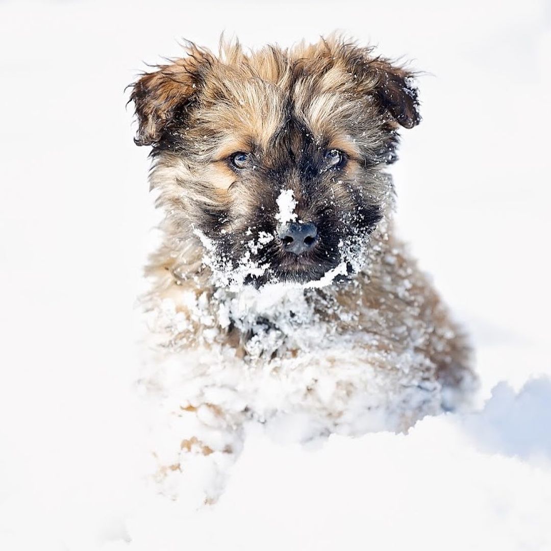 No day like a snow day! 

Shout out to super foster Charity Netherton for snapping these pics!