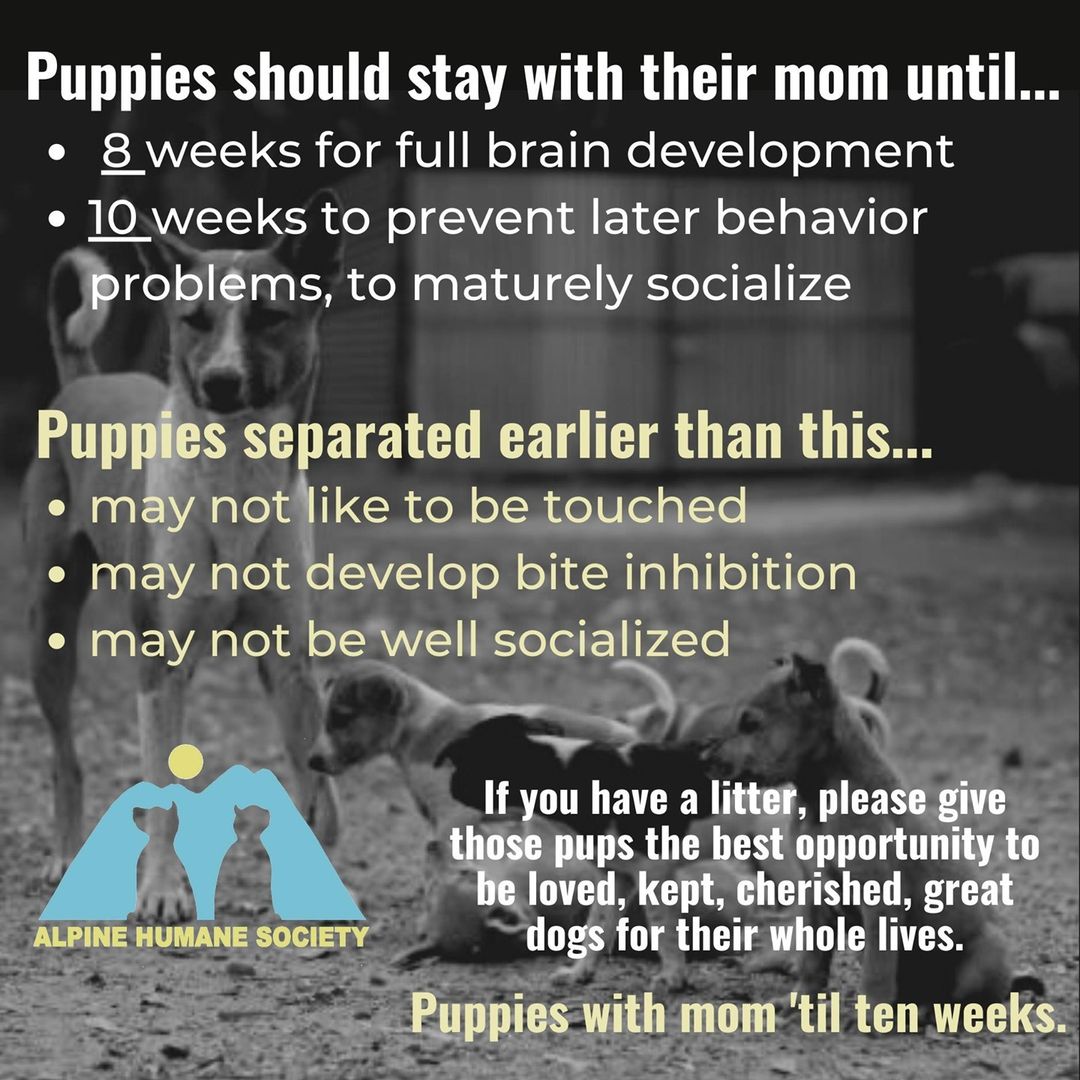 We know our community wants to give the best lives possible to the cats and dogs in our area.  When litters happen, whether accidental or purposefully, it's good to know what's best for them.  Keep the little ones with mom for ten weeks. 

Source (one among many!): https://dogpages.net/vet-answers/how-long-should-a-puppy-stay-with-its-mother/