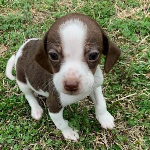 We've got puppy fever here at FHAR!!! Check out all of our available puppies on our PetFinder homepage!! <a target='_blank' href='https://www.instagram.com/explore/tags/fureverhomenc/'>#fureverhomenc</a> <a target='_blank' href='https://www.instagram.com/explore/tags/rescueloverepeat/'>#rescueloverepeat</a> <a target='_blank' href='https://www.instagram.com/explore/tags/robesoncountync/'>#robesoncountync</a> <a target='_blank' href='https://www.instagram.com/explore/tags/rescuedisourfavoritebreed/'>#rescuedisourfavoritebreed</a>