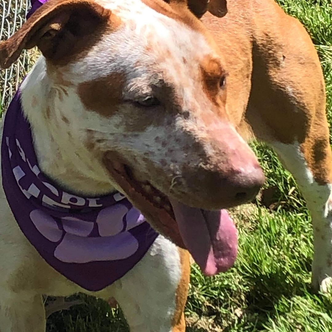 GINGER!!!!!! ❤️❤️❤️ PLEASE READ HER STORY 🥺🐾

She had been in the Mamou shelter locked in a kennel drinking black water and not being fed daily. I was told she was there for about 3 months. A rescue came to get all the other dogs out but left her 🥺 She was left to be euthanized. We just couldn’t leave her there. Ginger was totally let down and we’d like to change her story. 🐾🐾🐾🐾 

A sweet 2 year old heeler/Pitty Mix. She’s a complete goofball! Always looking to please her human. Ginger is looking for her furever home and hoping to meet the perfect match! Ginger does well with all people, she is still working on her dog on dog skills so shes not quite ready to be paired with another doggy. If you are active and can provide Ginger with a loving place, please apply at: www.betheirvoicerescue.com

PLEASE SHARE GINGER ❤️🐾 (40 pounds)