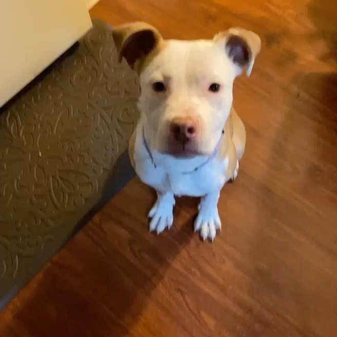 Pinky!!!! She’s the sweetest 5/6 month old pitty mix! She was being kept in a closet and needed rescue! She loves going for walks, being loved, and is very chill. She has a grateful, loving spirit! Adopt Pinky!!! <a target='_blank' href='https://www.instagram.com/explore/tags/pinky/'>#pinky</a> <a target='_blank' href='https://www.instagram.com/explore/tags/rescuedogsofinstagram/'>#rescuedogsofinstagram</a> <a target='_blank' href='https://www.instagram.com/explore/tags/buffalony/'>#buffalony</a> <a target='_blank' href='https://www.instagram.com/explore/tags/betheirvoicerescue/'>#betheirvoicerescue</a> <a target='_blank' href='https://www.instagram.com/explore/tags/voiceless/'>#voiceless</a> <a target='_blank' href='https://www.instagram.com/explore/tags/highspirits/'>#highspirits</a>
