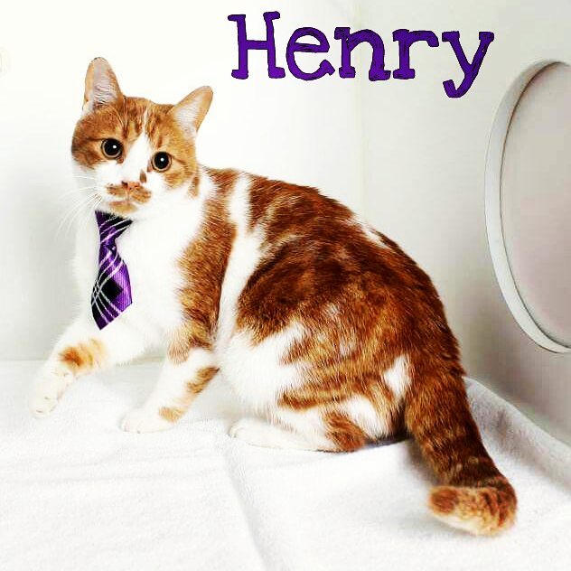 **ADOPTED** Say hello to Henry. He is a sweet tempered DSH with a very unique dark orange color on top of his bright white coat. He's dressed his best and ready to impress. He loves reaching through the bars of his cage to get all the attention he possibly can and can't wait to be in a home where he can be the center of your world! 🌎💗 <a target='_blank' href='https://www.instagram.com/explore/tags/adoptmerightmeow/'>#adoptmerightmeow</a> <a target='_blank' href='https://www.instagram.com/explore/tags/catsofinstagram/'>#catsofinstagram</a> <a target='_blank' href='https://www.instagram.com/explore/tags/adoptdontshop/'>#adoptdontshop</a>