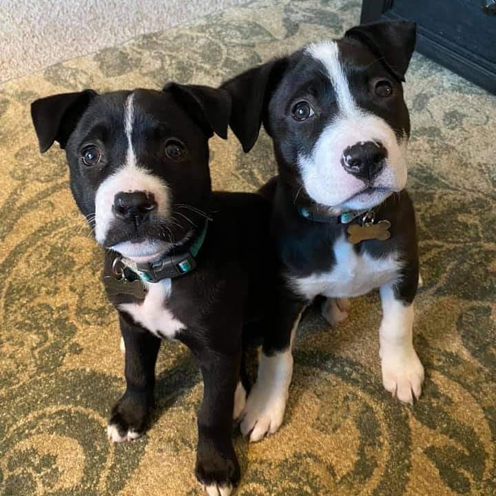 PUPDATE:  We can't get over the cuteness!!! Mia and Giselle from our 