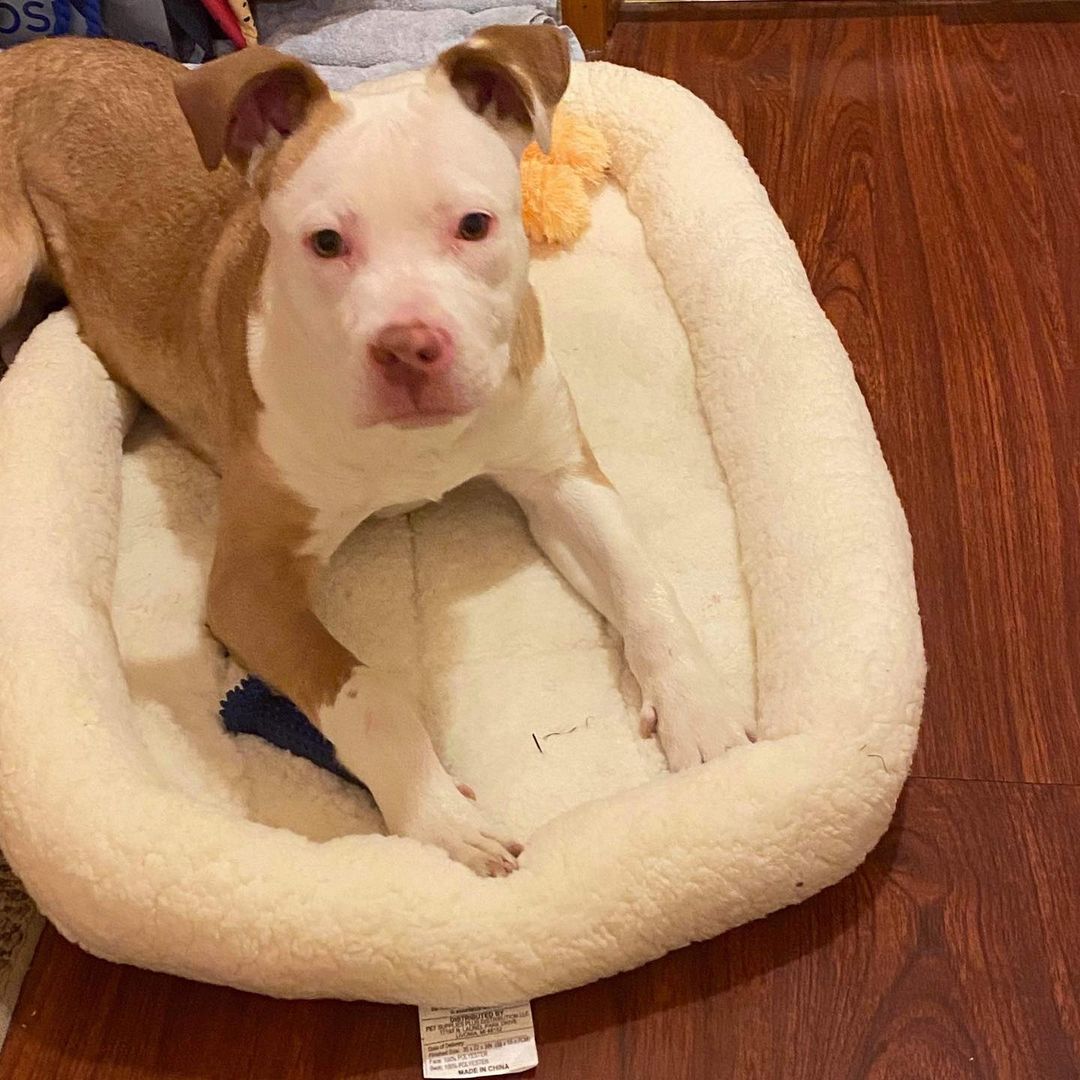 Pinky!!!! She’s the sweetest 5/6 month old pitty mix! She was being kept in a closet and needed rescue! She loves going for walks, being loved, and is very chill. She has a grateful, loving spirit! Adopt Pinky!!! <a target='_blank' href='https://www.instagram.com/explore/tags/pinky/'>#pinky</a> <a target='_blank' href='https://www.instagram.com/explore/tags/rescuedogsofinstagram/'>#rescuedogsofinstagram</a> <a target='_blank' href='https://www.instagram.com/explore/tags/buffalony/'>#buffalony</a> <a target='_blank' href='https://www.instagram.com/explore/tags/betheirvoicerescue/'>#betheirvoicerescue</a> <a target='_blank' href='https://www.instagram.com/explore/tags/voiceless/'>#voiceless</a> <a target='_blank' href='https://www.instagram.com/explore/tags/highspirits/'>#highspirits</a>
