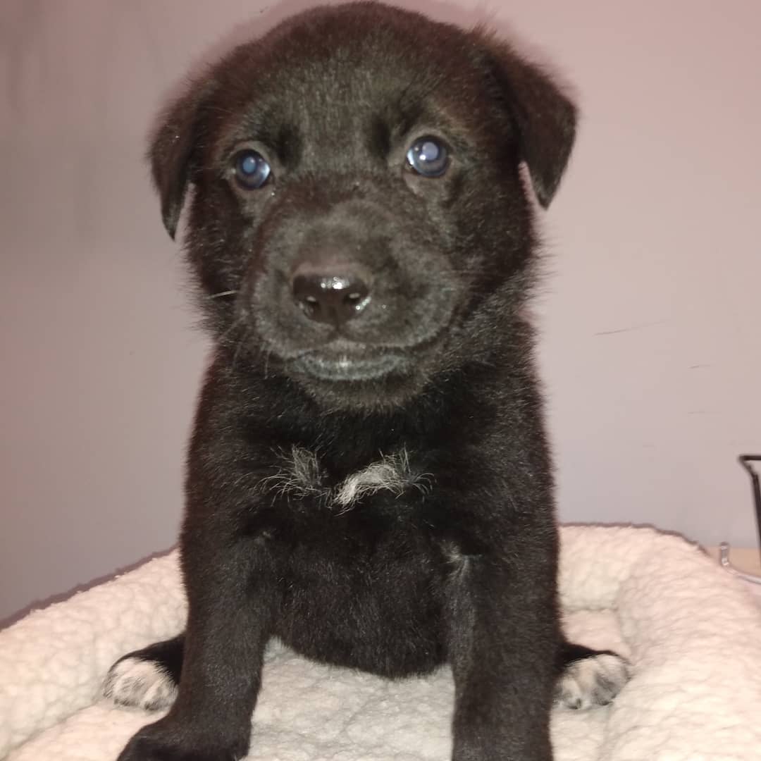 We've got puppy fever here at FHAR!!! Check out all of our available puppies on our PetFinder homepage!! <a target='_blank' href='https://www.instagram.com/explore/tags/fureverhomenc/'>#fureverhomenc</a> <a target='_blank' href='https://www.instagram.com/explore/tags/rescueloverepeat/'>#rescueloverepeat</a> <a target='_blank' href='https://www.instagram.com/explore/tags/robesoncountync/'>#robesoncountync</a> <a target='_blank' href='https://www.instagram.com/explore/tags/rescuedisourfavoritebreed/'>#rescuedisourfavoritebreed</a>