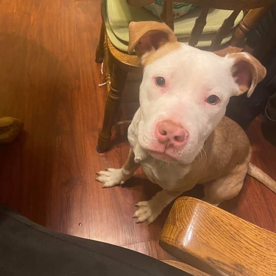 Pinky!!!! She’s the sweetest 5/6 month old pitty mix! She was being kept in a closet and needed rescue! She loves going for walks, being loved, and is very chill. She has a grateful, loving spirit! Adopt Pinky!!! <a target='_blank' href='https://www.instagram.com/explore/tags/pinky/'>#pinky</a> <a target='_blank' href='https://www.instagram.com/explore/tags/rescuedogsofinstagram/'>#rescuedogsofinstagram</a> <a target='_blank' href='https://www.instagram.com/explore/tags/buffalony/'>#buffalony</a> <a target='_blank' href='https://www.instagram.com/explore/tags/betheirvoicerescue/'>#betheirvoicerescue</a> <a target='_blank' href='https://www.instagram.com/explore/tags/voiceless/'>#voiceless</a> <a target='_blank' href='https://www.instagram.com/explore/tags/highspirits/'>#highspirits</a>