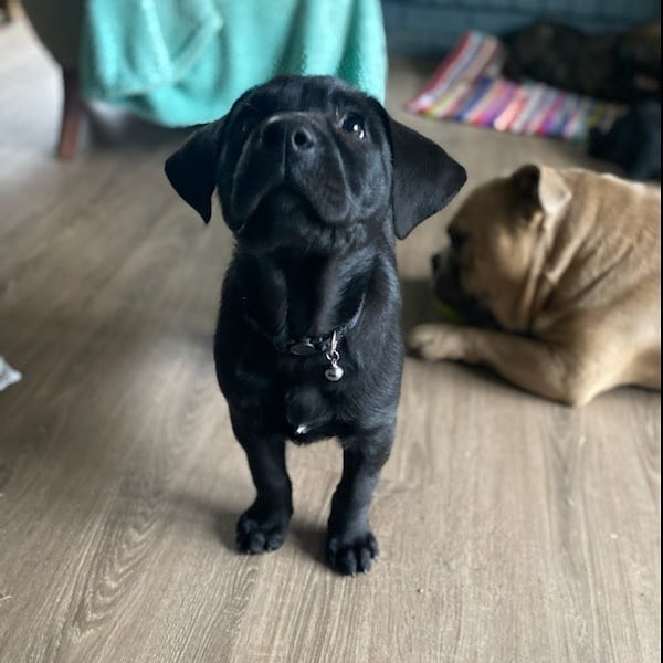 We've got puppy fever here at FHAR!!! Check out all of our available puppies on our PetFinder homepage!! <a target='_blank' href='https://www.instagram.com/explore/tags/fureverhomenc/'>#fureverhomenc</a> <a target='_blank' href='https://www.instagram.com/explore/tags/rescueloverepeat/'>#rescueloverepeat</a> <a target='_blank' href='https://www.instagram.com/explore/tags/robesoncountync/'>#robesoncountync</a> <a target='_blank' href='https://www.instagram.com/explore/tags/rescuedisourfavoritebreed/'>#rescuedisourfavoritebreed</a>