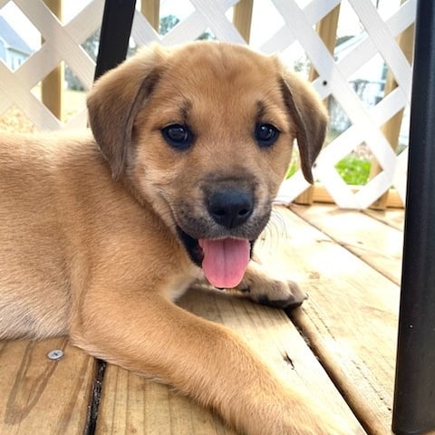 We've got puppy fever here at FHAR!!! Check out all of our available puppies on our PetFinder homepage!! <a target='_blank' href='https://www.instagram.com/explore/tags/fureverhomenc/'>#fureverhomenc</a> <a target='_blank' href='https://www.instagram.com/explore/tags/rescueloverepeat/'>#rescueloverepeat</a> <a target='_blank' href='https://www.instagram.com/explore/tags/robesoncountync/'>#robesoncountync</a> <a target='_blank' href='https://www.instagram.com/explore/tags/rescuedisourfavoritebreed/'>#rescuedisourfavoritebreed</a>