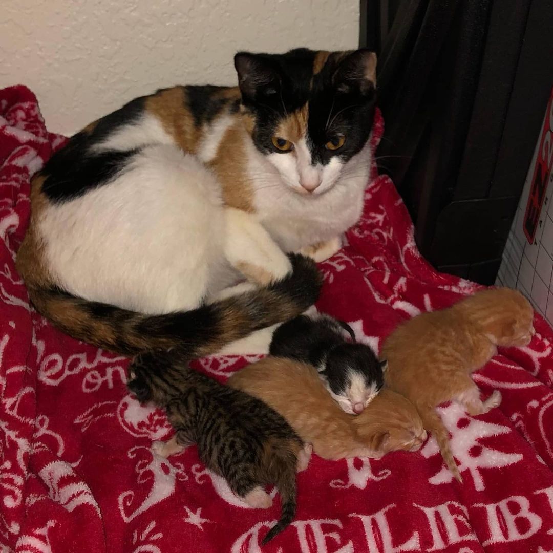 Another proud mommy, with her St Patrick's Day babies! Patches gave birth yesterday to 3 boys and 1 girl, all healthy and doing great. They ranged in weight from 3.9 oz to 4.2 oz. We will post updates on these little ones as they grow and get ready for their forever homes! <a target='_blank' href='https://www.instagram.com/explore/tags/adoptdontshop/'>#adoptdontshop</a> <a target='_blank' href='https://www.instagram.com/explore/tags/kittensofinstagram/'>#kittensofinstagram</a> <a target='_blank' href='https://www.instagram.com/explore/tags/kittens/'>#kittens</a>