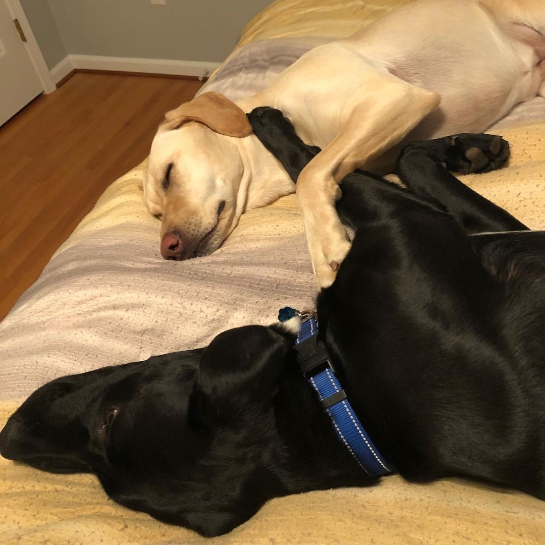 Pupdate! Titan has totally settled in at his forever home with his new bestie!! 🐶❤️ <a target='_blank' href='https://www.instagram.com/explore/tags/adopteddog/'>#adopteddog</a> <a target='_blank' href='https://www.instagram.com/explore/tags/blacklab/'>#blacklab</a> <a target='_blank' href='https://www.instagram.com/explore/tags/rescuedog/'>#rescuedog</a> <a target='_blank' href='https://www.instagram.com/explore/tags/adoptdontshop/'>#adoptdontshop</a> <a target='_blank' href='https://www.instagram.com/explore/tags/labloversrescue/'>#labloversrescue</a>