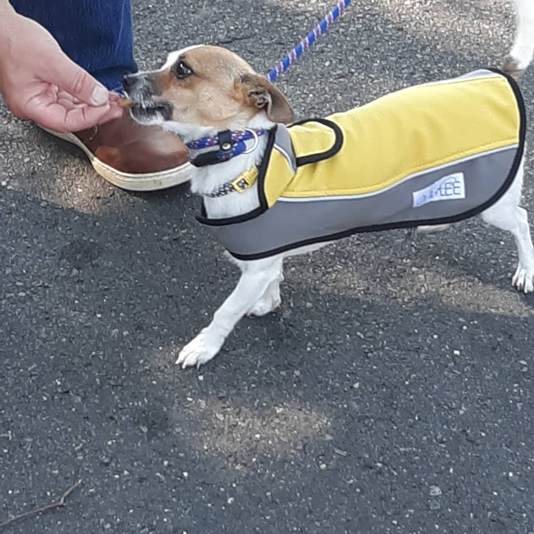 Survivor's Paws Pups