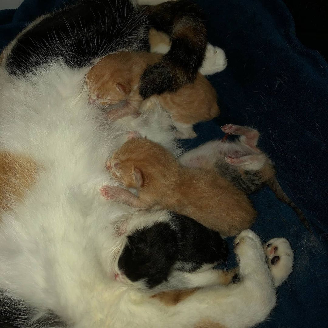 Another proud mommy, with her St Patrick's Day babies! Patches gave birth yesterday to 3 boys and 1 girl, all healthy and doing great. They ranged in weight from 3.9 oz to 4.2 oz. We will post updates on these little ones as they grow and get ready for their forever homes! <a target='_blank' href='https://www.instagram.com/explore/tags/adoptdontshop/'>#adoptdontshop</a> <a target='_blank' href='https://www.instagram.com/explore/tags/kittensofinstagram/'>#kittensofinstagram</a> <a target='_blank' href='https://www.instagram.com/explore/tags/kittens/'>#kittens</a>