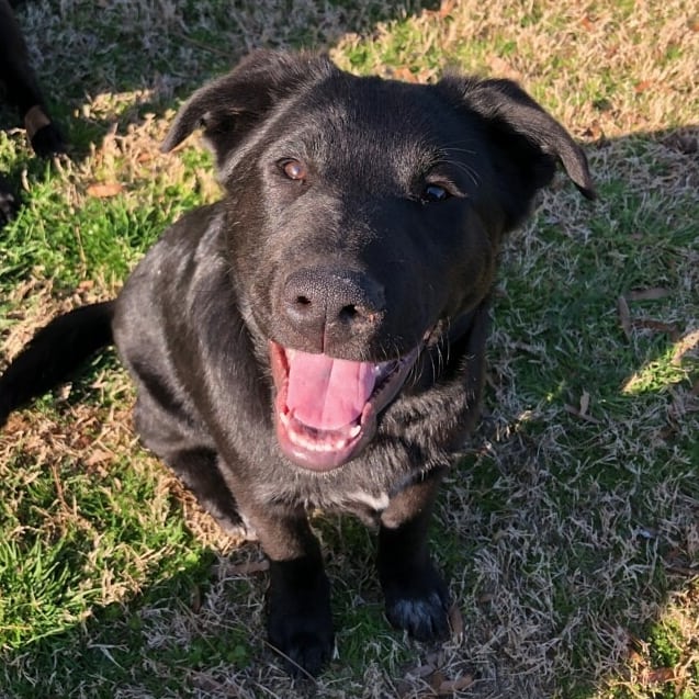 We've got puppy fever here at FHAR!!! Check out all of our available puppies on our PetFinder homepage!! <a target='_blank' href='https://www.instagram.com/explore/tags/fureverhomenc/'>#fureverhomenc</a> <a target='_blank' href='https://www.instagram.com/explore/tags/rescueloverepeat/'>#rescueloverepeat</a> <a target='_blank' href='https://www.instagram.com/explore/tags/robesoncountync/'>#robesoncountync</a> <a target='_blank' href='https://www.instagram.com/explore/tags/rescuedisourfavoritebreed/'>#rescuedisourfavoritebreed</a>