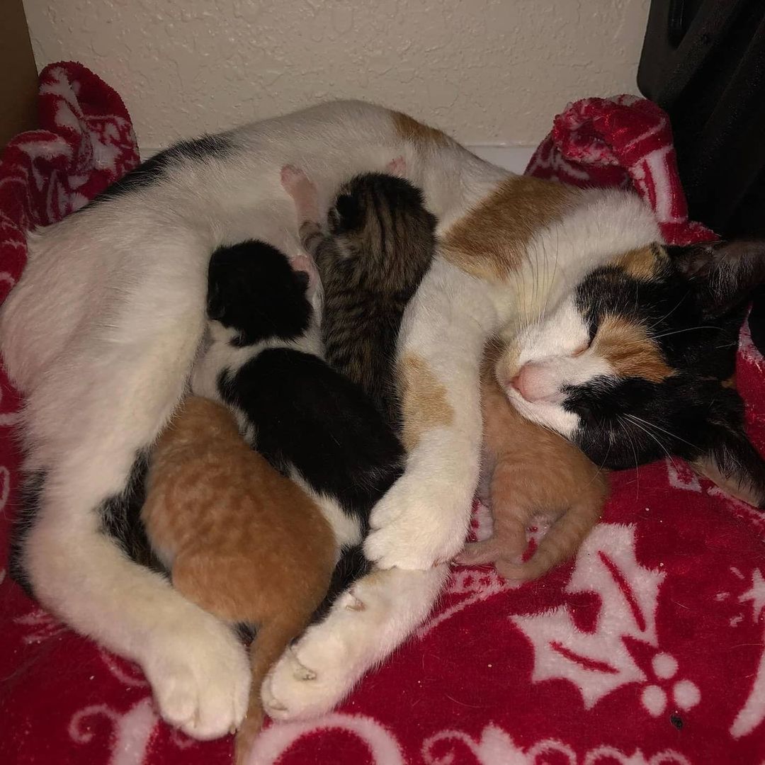 Another proud mommy, with her St Patrick's Day babies! Patches gave birth yesterday to 3 boys and 1 girl, all healthy and doing great. They ranged in weight from 3.9 oz to 4.2 oz. We will post updates on these little ones as they grow and get ready for their forever homes! <a target='_blank' href='https://www.instagram.com/explore/tags/adoptdontshop/'>#adoptdontshop</a> <a target='_blank' href='https://www.instagram.com/explore/tags/kittensofinstagram/'>#kittensofinstagram</a> <a target='_blank' href='https://www.instagram.com/explore/tags/kittens/'>#kittens</a>