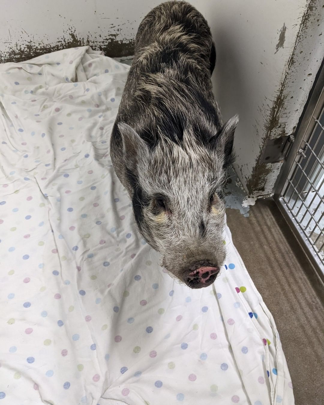 **** Winston was owner claimed****

Do you know me or my owner?

Stray Pig found 3/21/21
53rd ave in Layfayette Wi

Male 

Please message our fb page or call 715-861-5748 to claim!