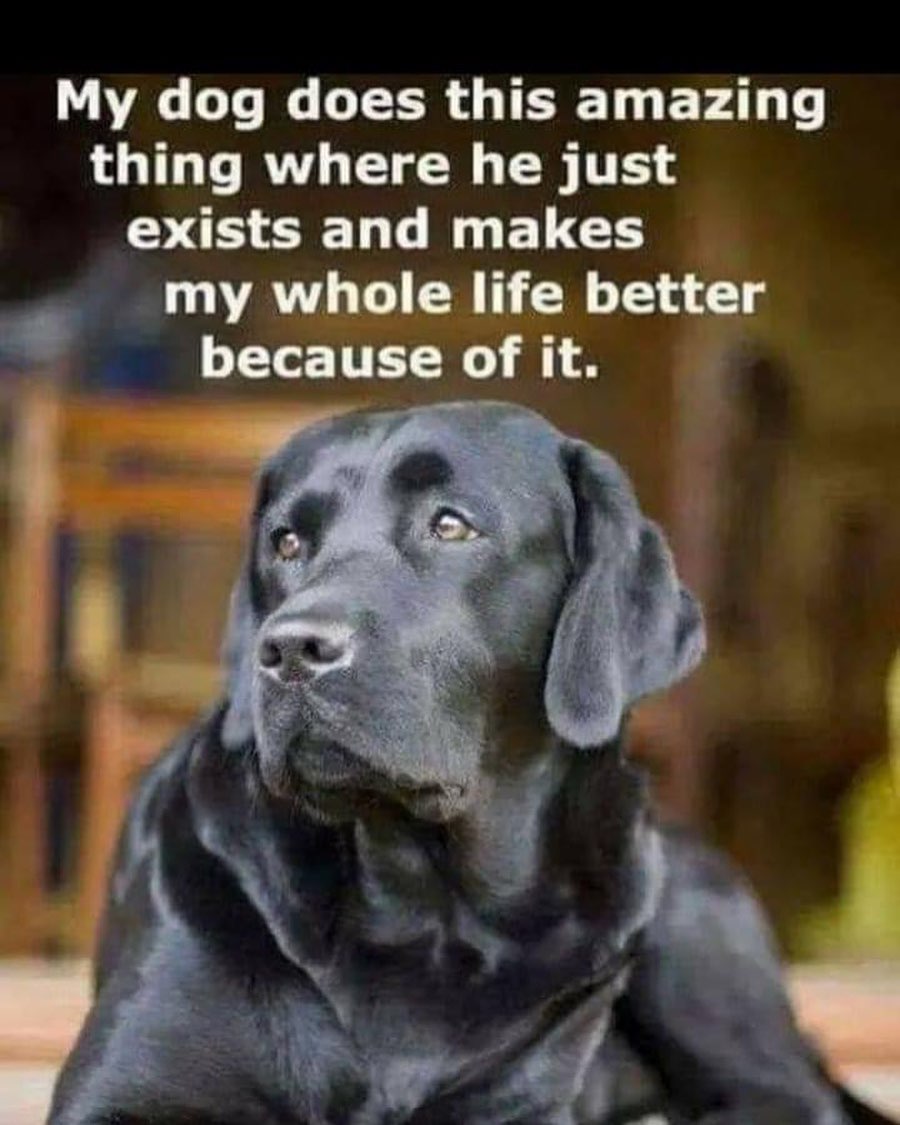 👆🏻👆🏻👆🏻 Truth!! 👆🏻👆🏻👆🏻 <a target='_blank' href='https://www.instagram.com/explore/tags/dogs/'>#dogs</a> <a target='_blank' href='https://www.instagram.com/explore/tags/doglife/'>#doglife</a> <a target='_blank' href='https://www.instagram.com/explore/tags/dogsarethebest/'>#dogsarethebest</a> <a target='_blank' href='https://www.instagram.com/explore/tags/labloversrescue/'>#labloversrescue</a>