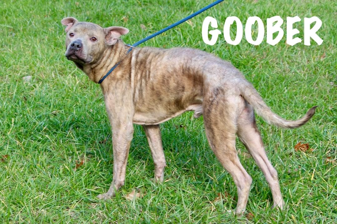 🐈🐕🍀 SENIOR SATURDAY 3/27/21 12-6pm 🍀🐕🐈

Heads up! On Sat., 3/27/21, we're offering reduced adoption fees on ALL our Senior residents, both dogs ($40) and cats ($20). You can catch up on their bios either on Facebook or Petfinder.

Seniors are every bit as amazing and fantastic as all our other adoptable residents. Some of the advantages of adopting a Senior pet include: most are already housebroken, no need to worry about kittens climbing curtains or puppies chewing up your furniture or baseboards, what you see is what you get (you won't have to guess about how big your pet will get), and no matter their age, they'll still have plenty of time ahead of them for love. Old dogs can learn new tricks and every one of our Sr. dogs is as lively and strong as any of their younger counterparts. And no matter their age, there's nothing like a purring kitty.

Our Sr. Dogs: Goober, Diesel, Bark-li (not pictured)
Our Sr. Cats: Lisa, Cumin, Blackie Lawless & Marge

<a target='_blank' href='https://www.instagram.com/explore/tags/adoptdontshop/'>#adoptdontshop</a> <a target='_blank' href='https://www.instagram.com/explore/tags/seniorsarepurrfect/'>#seniorsarepurrfect</a> <a target='_blank' href='https://www.instagram.com/explore/tags/youcanteachanolddognewtricks/'>#youcanteachanolddognewtricks</a>