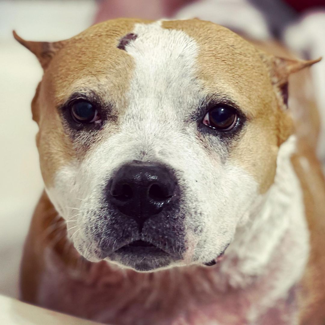 Cooperating, but not thrilled about it. 🛁 Jane is looking for a forever home. She is located in Macon, GA. <a target='_blank' href='https://www.instagram.com/explore/tags/adopt/'>#adopt</a> <a target='_blank' href='https://www.instagram.com/explore/tags/adoptdontshop/'>#adoptdontshop</a> <a target='_blank' href='https://www.instagram.com/explore/tags/rescue/'>#rescue</a> <a target='_blank' href='https://www.instagram.com/explore/tags/rescuedog/'>#rescuedog</a> <a target='_blank' href='https://www.instagram.com/explore/tags/rescuedogsofinstagram/'>#rescuedogsofinstagram</a> <a target='_blank' href='https://www.instagram.com/explore/tags/pitbull/'>#pitbull</a> <a target='_blank' href='https://www.instagram.com/explore/tags/pitbullsofinstagram/'>#pitbullsofinstagram</a> <a target='_blank' href='https://www.instagram.com/explore/tags/pitbullterrier/'>#pitbullterrier</a> <a target='_blank' href='https://www.instagram.com/explore/tags/terriersofinstagram/'>#terriersofinstagram</a> <a target='_blank' href='https://www.instagram.com/explore/tags/macon/'>#macon</a> <a target='_blank' href='https://www.instagram.com/explore/tags/macongeorgia/'>#macongeorgia</a> <a target='_blank' href='https://www.instagram.com/explore/tags/maconga/'>#maconga</a>