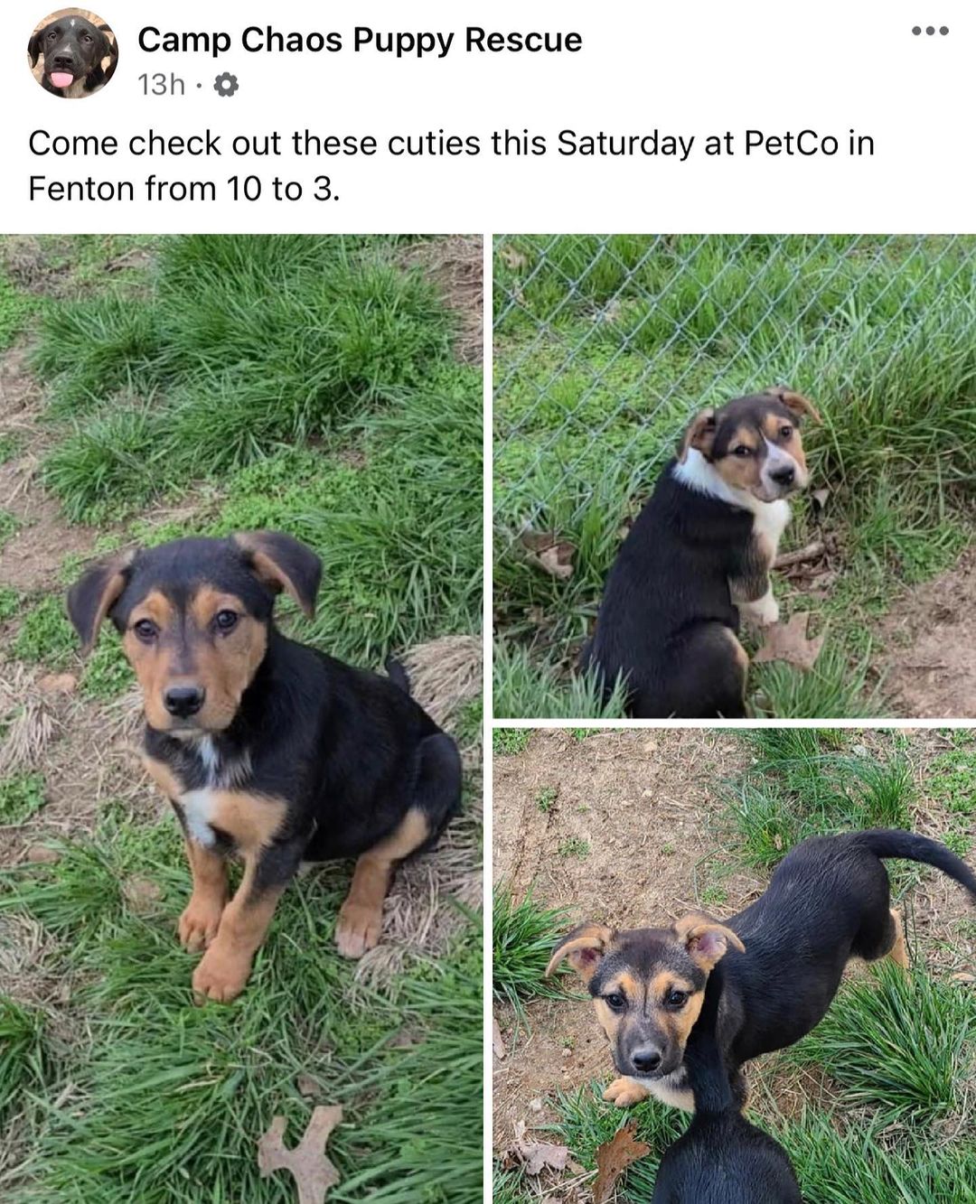 Please visit our website (link in bio) for more information and to submit an application if you’re wanting one of these puppies!
Please message the Facebook page (Camp Chaos Puppy Rescue) if you have any questions!

Our adoption fee is $300 for dogs/puppies (additional processing fees may apply). All animals will be spayed/neutered, microchipped, and have age appropriate vaccinations. We only adopt to MO or IL residents.🏠 We do not ship or transport our dogs to other parts of the country.🚫 If you have any questions feel free to message us on Facebook at Camp Chaos Puppy Rescue or email us at: info@campchaospuppyrescue.org 
Applications can be found on our website at: campchaospuppyrescue.org (link in bio)————————————————————
<a target='_blank' href='https://www.instagram.com/explore/tags/rescuedismyfavoritebreed/'>#rescuedismyfavoritebreed</a> <a target='_blank' href='https://www.instagram.com/explore/tags/dogsofstl/'>#dogsofstl</a> <a target='_blank' href='https://www.instagram.com/explore/tags/dogsofstlouis/'>#dogsofstlouis</a> <a target='_blank' href='https://www.instagram.com/explore/tags/animalrescuestlouis/'>#animalrescuestlouis</a> <a target='_blank' href='https://www.instagram.com/explore/tags/campchaosmissouri/'>#campchaosmissouri</a> <a target='_blank' href='https://www.instagram.com/explore/tags/foreverhomeneeded/'>#foreverhomeneeded</a> <a target='_blank' href='https://www.instagram.com/explore/tags/adoptdontshop/'>#adoptdontshop</a> <a target='_blank' href='https://www.instagram.com/explore/tags/dog/'>#dog</a> <a target='_blank' href='https://www.instagram.com/explore/tags/love/'>#love</a> <a target='_blank' href='https://www.instagram.com/explore/tags/adoption/'>#adoption</a> <a target='_blank' href='https://www.instagram.com/explore/tags/availableforadoption/'>#availableforadoption</a> <a target='_blank' href='https://www.instagram.com/explore/tags/pet/'>#pet</a> <a target='_blank' href='https://www.instagram.com/explore/tags/saintlouis/'>#saintlouis</a>