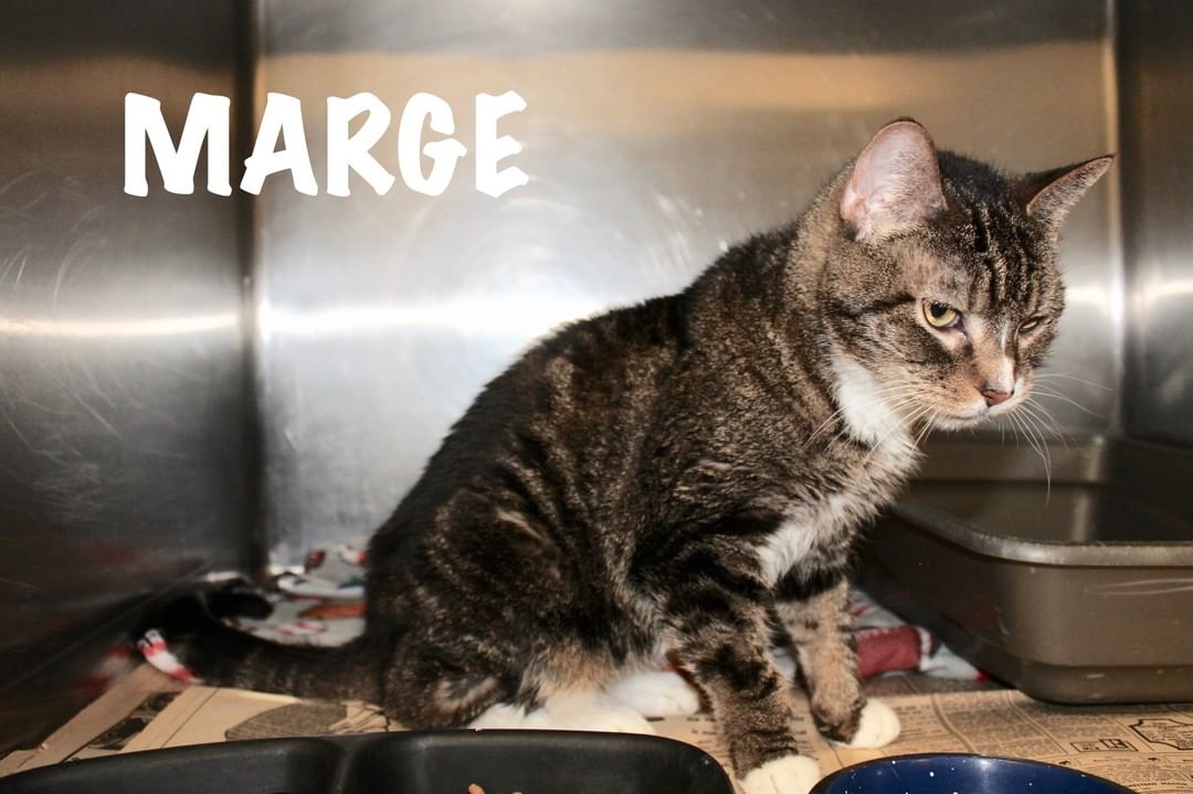🐈🐕🍀 SENIOR SATURDAY 3/27/21 12-6pm 🍀🐕🐈

Heads up! On Sat., 3/27/21, we're offering reduced adoption fees on ALL our Senior residents, both dogs ($40) and cats ($20). You can catch up on their bios either on Facebook or Petfinder.

Seniors are every bit as amazing and fantastic as all our other adoptable residents. Some of the advantages of adopting a Senior pet include: most are already housebroken, no need to worry about kittens climbing curtains or puppies chewing up your furniture or baseboards, what you see is what you get (you won't have to guess about how big your pet will get), and no matter their age, they'll still have plenty of time ahead of them for love. Old dogs can learn new tricks and every one of our Sr. dogs is as lively and strong as any of their younger counterparts. And no matter their age, there's nothing like a purring kitty.

Our Sr. Dogs: Goober, Diesel, Bark-li (not pictured)
Our Sr. Cats: Lisa, Cumin, Blackie Lawless & Marge

<a target='_blank' href='https://www.instagram.com/explore/tags/adoptdontshop/'>#adoptdontshop</a> <a target='_blank' href='https://www.instagram.com/explore/tags/seniorsarepurrfect/'>#seniorsarepurrfect</a> <a target='_blank' href='https://www.instagram.com/explore/tags/youcanteachanolddognewtricks/'>#youcanteachanolddognewtricks</a>