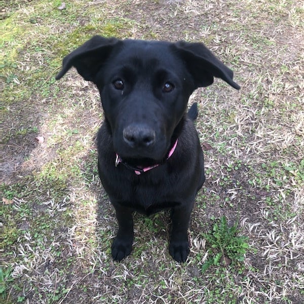 Shy little Janet found her family today! We are so tickled for her!! <a target='_blank' href='https://www.instagram.com/explore/tags/rescuelife/'>#rescuelife</a> <a target='_blank' href='https://www.instagram.com/explore/tags/rescueloverepeat/'>#rescueloverepeat</a> <a target='_blank' href='https://www.instagram.com/explore/tags/fureverhomenc/'>#fureverhomenc</a> <a target='_blank' href='https://www.instagram.com/explore/tags/robesoncountyrescue/'>#robesoncountyrescue</a> <a target='_blank' href='https://www.instagram.com/explore/tags/robesoncountync/'>#robesoncountync</a> <a target='_blank' href='https://www.instagram.com/explore/tags/loveisafourleggedword/'>#loveisafourleggedword</a>