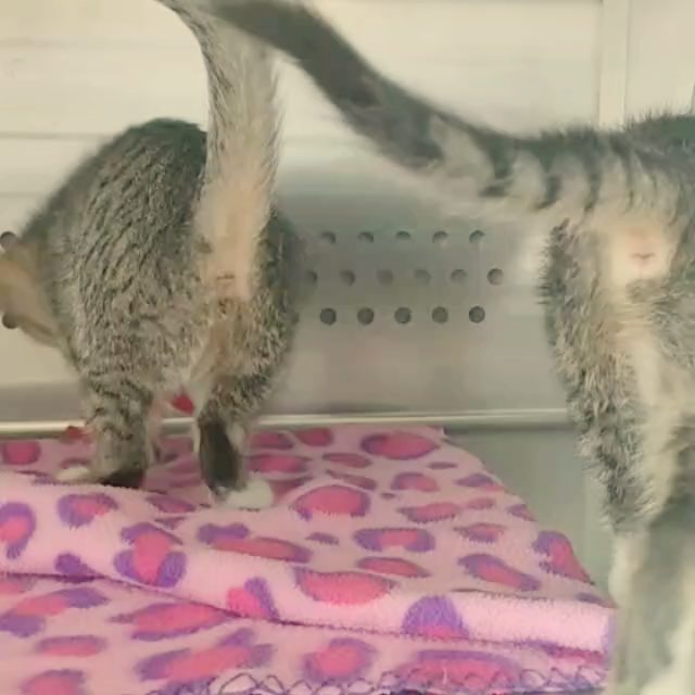 Go see Angel and Sugar at the <a target='_blank' href='https://www.instagram.com/explore/tags/SavAPet/'>#SavAPet</a> Center inside PetSense of Laurinburg! These two girls are ready for their Fur-Ever Homes! <a target='_blank' href='https://www.instagram.com/explore/tags/catsofinstagram/'>#catsofinstagram</a> <a target='_blank' href='https://www.instagram.com/explore/tags/adoptdontshop/'>#adoptdontshop</a> <a target='_blank' href='https://www.instagram.com/explore/tags/rescueloverepeat/'>#rescueloverepeat</a> <a target='_blank' href='https://www.instagram.com/explore/tags/fureverhomenc/'>#fureverhomenc</a> <a target='_blank' href='https://www.instagram.com/explore/tags/robesoncountyrescue/'>#robesoncountyrescue</a> <a target='_blank' href='https://www.instagram.com/explore/tags/robesoncountync/'>#robesoncountync</a>