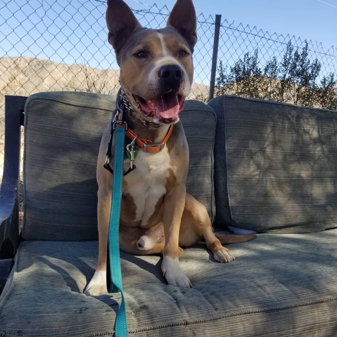 Just a couple handsome guys chill'n in between training sessions 💜🐾

Adopt * Foster * Donate * Spay & Neuter - Save Lives!
@dharmaDogMovement  Instagram | Facebook | Website 
To adopt or foster - Application https://form.jotform.com/201328449376157
Dharma Dog Movement is a 501c3 non-profit organization, and donations are tax-deductible.
It truly takes the support of the community for us to keep doing what we do! THANK YOU
Please share & know that even the smallest donation amount helps our dogs.
Donate PayPal: contact@dharmadogmovement.org 
Credit card:  https://www.paypal.com/paypalme/DharmaDogMovement...
Venmo:  @Dharma-Dog 
Please add *Dharma Dog Movement*  to receive donations from Amazon. 
https://smile.amazon.com/
Our Amazon wish list https://www.amazon.com/hz/wishlist/ls/2K2QXVVQCTNJS…
<a target='_blank' href='https://www.instagram.com/explore/tags/donate/'>#donate</a>
<a target='_blank' href='https://www.instagram.com/explore/tags/rescue/'>#rescue</a>
<a target='_blank' href='https://www.instagram.com/explore/tags/adopt/'>#adopt</a>
<a target='_blank' href='https://www.instagram.com/explore/tags/dharmadogmovement/'>#dharmadogmovement</a>
<a target='_blank' href='https://www.instagram.com/explore/tags/dharmadogs/'>#dharmadogs</a>
<a target='_blank' href='https://www.instagram.com/explore/tags/weneedhelp/'>#weneedhelp</a>
<a target='_blank' href='https://www.instagram.com/explore/tags/forthedogs/'>#forthedogs</a>
<a target='_blank' href='https://www.instagram.com/explore/tags/onelove/'>#onelove</a>
<a target='_blank' href='https://www.instagram.com/explore/tags/alwaystraining/'>#alwaystraining</a>
<a target='_blank' href='https://www.instagram.com/explore/tags/pitbullsofinstagram/'>#pitbullsofinstagram</a>
<a target='_blank' href='https://www.instagram.com/explore/tags/bulliesofinstagram/'>#bulliesofinstagram</a>
<a target='_blank' href='https://www.instagram.com/explore/tags/bulldogsofinstagram/'>#bulldogsofinstagram</a>
<a target='_blank' href='https://www.instagram.com/explore/tags/canecorso/'>#canecorso</a>
<a target='_blank' href='https://www.instagram.com/explore/tags/ilovedogs/'>#ilovedogs</a>
<a target='_blank' href='https://www.instagram.com/explore/tags/nevergiveup/'>#nevergiveup</a>
<a target='_blank' href='https://www.instagram.com/explore/tags/thestruggleisreal/'>#thestruggleisreal</a>