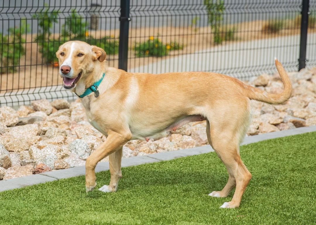 Beautiful Mae would like to join an active, fitness-focused family! 🌼 <a target='_blank' href='https://www.instagram.com/explore/tags/adoptlove/'>#adoptlove</a> <a target='_blank' href='https://www.instagram.com/explore/tags/germanshepherd/'>#germanshepherd</a> <a target='_blank' href='https://www.instagram.com/explore/tags/smoothcollie/'>#smoothcollie</a> <a target='_blank' href='https://www.instagram.com/explore/tags/gsdcollie/'>#gsdcollie</a> <a target='_blank' href='https://www.instagram.com/explore/tags/rescuedogsofinstagram/'>#rescuedogsofinstagram</a> <a target='_blank' href='https://www.instagram.com/explore/tags/tallglassofwater/'>#tallglassofwater</a> <a target='_blank' href='https://www.instagram.com/explore/tags/workoutbuddy/'>#workoutbuddy</a> <a target='_blank' href='https://www.instagram.com/explore/tags/healthylifestyle/'>#healthylifestyle</a> <a target='_blank' href='https://www.instagram.com/explore/tags/getupgetout/'>#getupgetout</a> <a target='_blank' href='https://www.instagram.com/explore/tags/nosofaspuds/'>#nosofaspuds</a> <a target='_blank' href='https://www.instagram.com/explore/tags/positivity/'>#positivity</a> <a target='_blank' href='https://www.instagram.com/explore/tags/scottsdale/'>#scottsdale</a> <a target='_blank' href='https://www.instagram.com/explore/tags/gilbertaz/'>#gilbertaz</a> <a target='_blank' href='https://www.instagram.com/explore/tags/fountainhills/'>#fountainhills</a> <a target='_blank' href='https://www.instagram.com/explore/tags/chandleraz/'>#chandleraz</a>