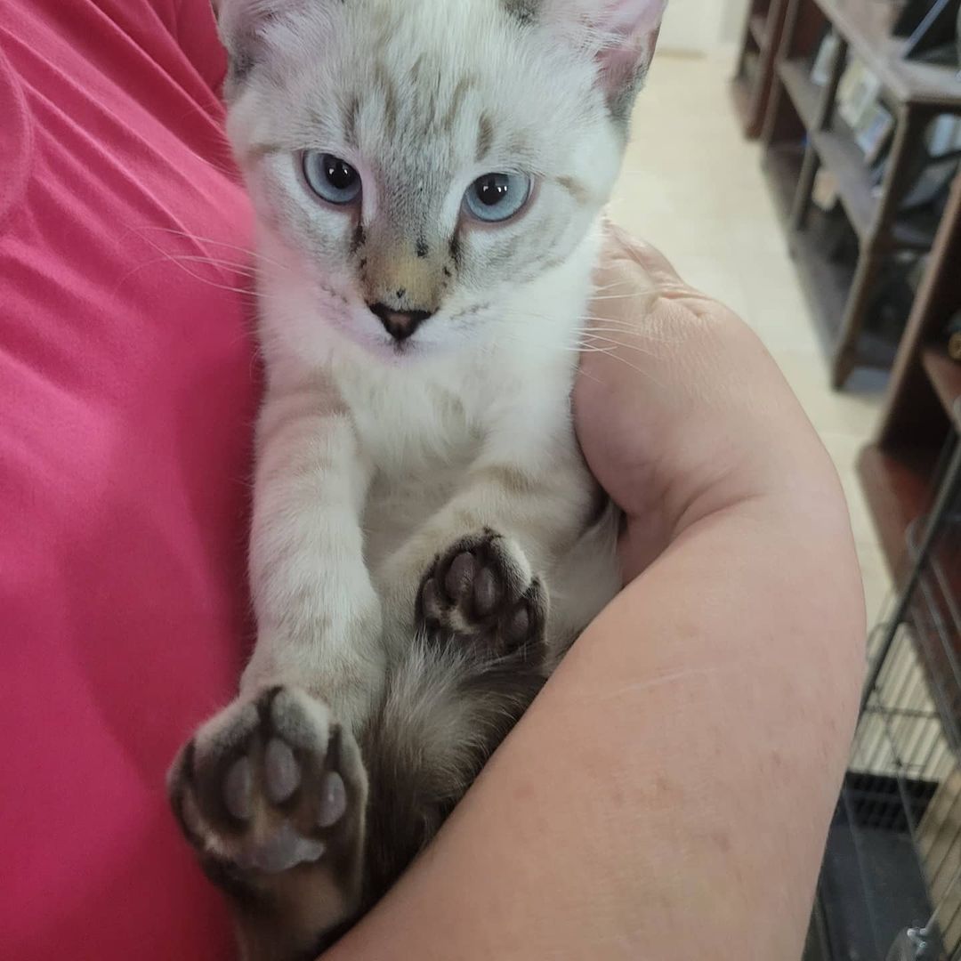 Who loves Siamese kittens? You must meet Starla! This beautiful 4 month old beauty loves to be held like the baby she is, loves to make biscuits and loves to play! She will be available for adoption in a couple weeks, after being fully vetted. <a target='_blank' href='https://www.instagram.com/explore/tags/siamesecat/'>#siamesecat</a> <a target='_blank' href='https://www.instagram.com/explore/tags/siamesecatsofinstagram/'>#siamesecatsofinstagram</a> <a target='_blank' href='https://www.instagram.com/explore/tags/siamesekitten/'>#siamesekitten</a> <a target='_blank' href='https://www.instagram.com/explore/tags/adoptdontshop/'>#adoptdontshop</a> <a target='_blank' href='https://www.instagram.com/explore/tags/adopt/'>#adopt</a>