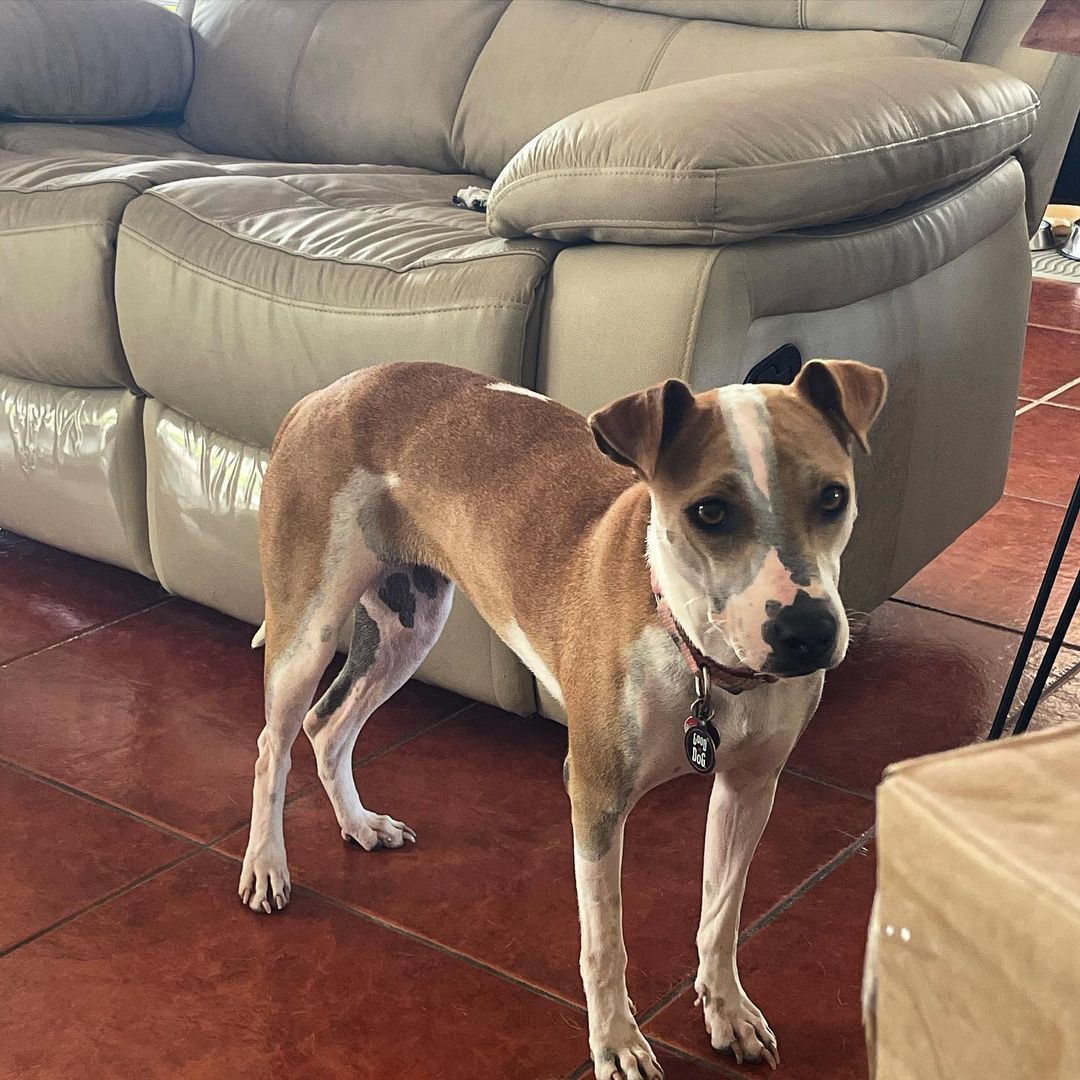 Fuji is ready to be adopted ... who’s up for a cool rescue pup? She needs a little one on one TLC and structure hut she’s gonna be a great dog when she settles in!