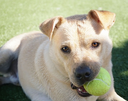 Alder is a hearty player who loves to race around the splash pad... he just discovered frisbee (although for now he’s into carrying them around more than catching/chasing.) He is ALL PUPPY but amazingly served as guardian for his two tiny sisters (daughters??) Maple and Juniper. They’ve found their new families, but Alder is still waiting! He’d love a home with active humans and a pool (or at least a kiddie pool). His fur is soft as silk — when he slows down enough to be touched.😂 <a target='_blank' href='https://www.instagram.com/explore/tags/adoptlove/'>#adoptlove</a> <a target='_blank' href='https://www.instagram.com/explore/tags/dontlitter/'>#dontlitter</a> <a target='_blank' href='https://www.instagram.com/explore/tags/puppyhero/'>#puppyhero</a> <a target='_blank' href='https://www.instagram.com/explore/tags/kangapei/'>#kangapei</a> <a target='_blank' href='https://www.instagram.com/explore/tags/peimix/'>#peimix</a> <a target='_blank' href='https://www.instagram.com/explore/tags/dontbullymybreed/'>#dontbullymybreed</a> <a target='_blank' href='https://www.instagram.com/explore/tags/funinthesun/'>#funinthesun</a> <a target='_blank' href='https://www.instagram.com/explore/tags/nosofaspuds/'>#nosofaspuds</a> <a target='_blank' href='https://www.instagram.com/explore/tags/getupgetout/'>#getupgetout</a> <a target='_blank' href='https://www.instagram.com/explore/tags/arizonalife/'>#arizonalife</a> <a target='_blank' href='https://www.instagram.com/explore/tags/scottsdale/'>#scottsdale</a> <a target='_blank' href='https://www.instagram.com/explore/tags/fountainhills/'>#fountainhills</a> <a target='_blank' href='https://www.instagram.com/explore/tags/gilbertaz/'>#gilbertaz</a> <a target='_blank' href='https://www.instagram.com/explore/tags/chandleraz/'>#chandleraz</a> <a target='_blank' href='https://www.instagram.com/explore/tags/mesaaz/'>#mesaaz</a> <a target='_blank' href='https://www.instagram.com/explore/tags/surpriseaz/'>#surpriseaz</a>